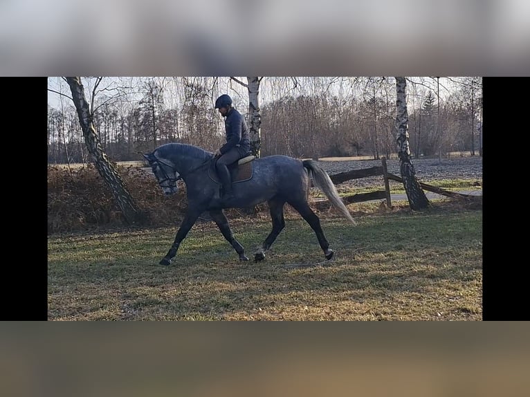 Silesiano Caballo castrado 4 años 168 cm Tordo rodado in Tomaszew