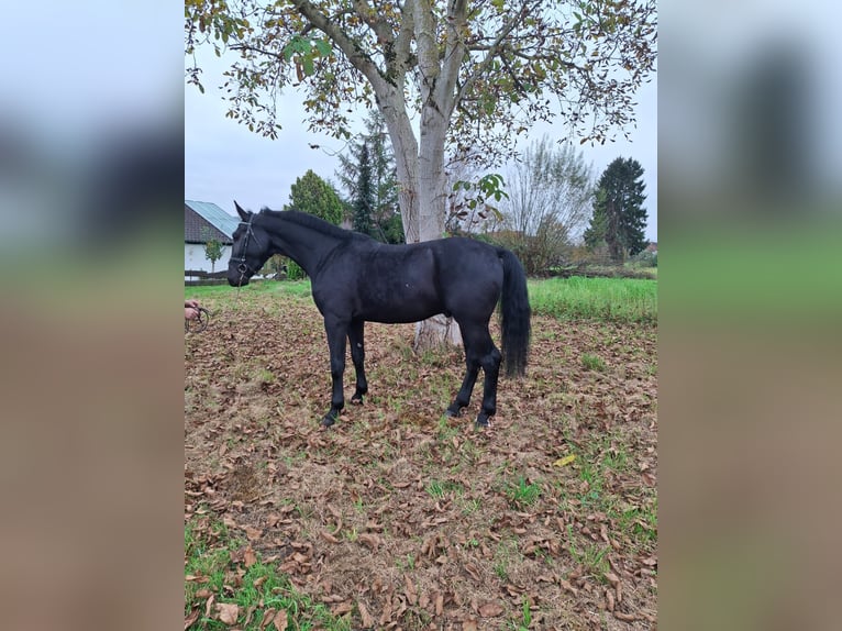 Silesiano Caballo castrado 4 años 172 cm Negro in Backnang