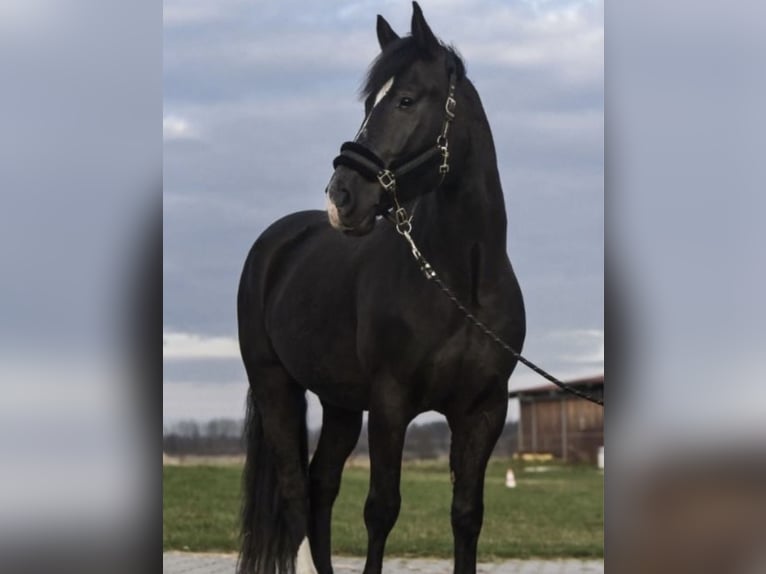 Silesiano Mestizo Caballo castrado 5 años 165 cm in Goląsza Dolna