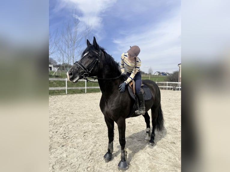 Silesiano Mestizo Caballo castrado 5 años 165 cm in Goląsza Dolna