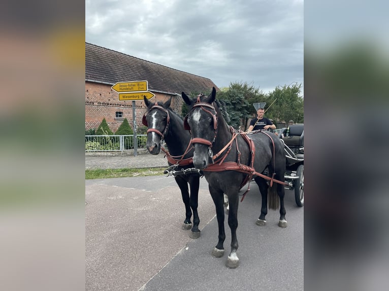 Silesiano Caballo castrado 5 años 167 cm Tordo in Thießen