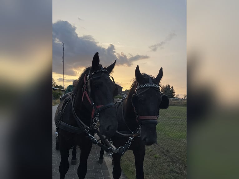 Silesiano Caballo castrado 5 años 168 cm Negro in Thießen