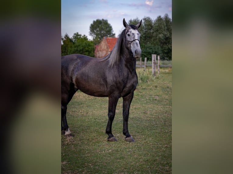 Silesiano Caballo castrado 5 años Tordo in Modl&#x119;cin