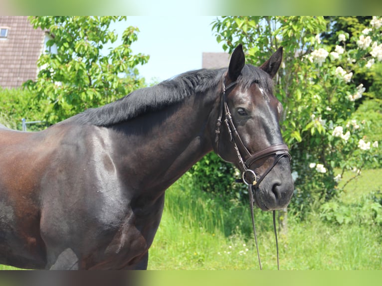 Silesiano Caballo castrado 6 años 165 cm Negro in Landshut