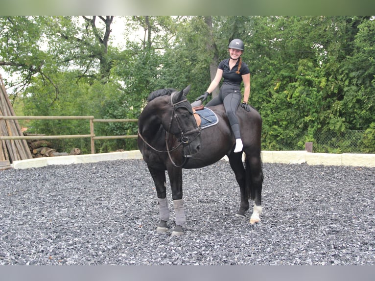 Silesiano Caballo castrado 6 años 165 cm Negro in Landshut