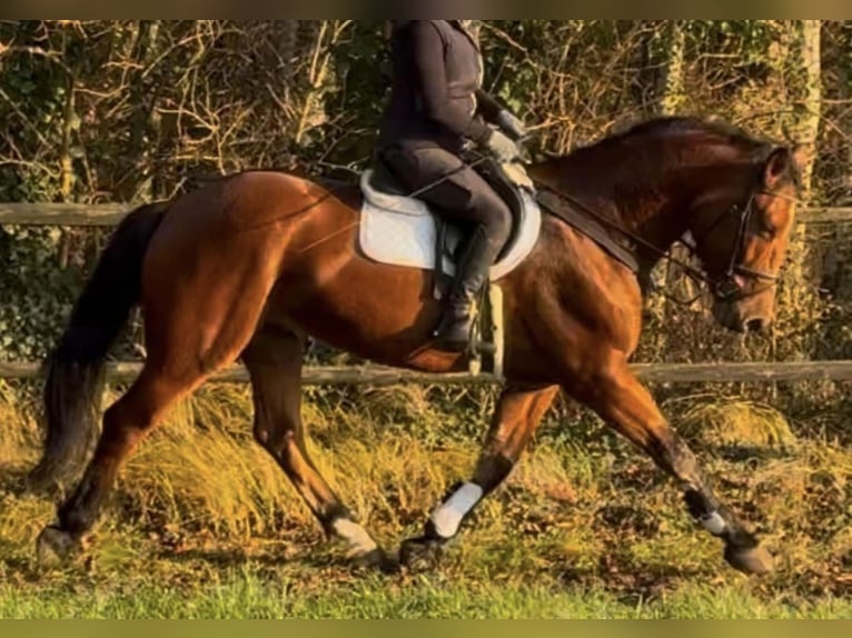 Silesiano Caballo castrado 6 años 167 cm Castaño in Diepholz