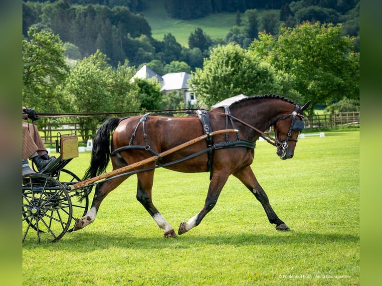 Silesiano Caballo castrado 7 años 163 cm Castaño in Grünau