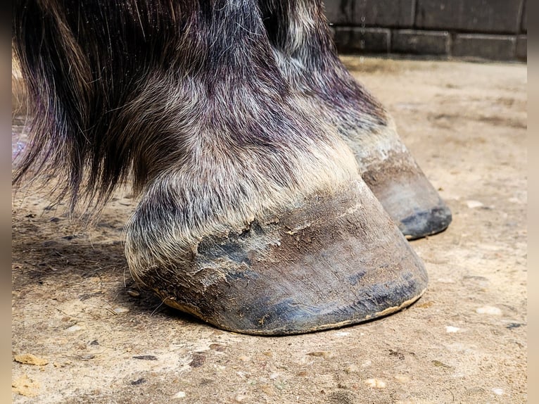 Silesiano Caballo castrado 7 años 164 cm Tordo in Mechernich