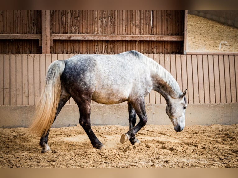 Silesiano Caballo castrado 7 años 164 cm Tordo in Mechernich