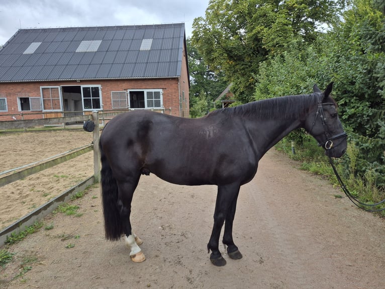 Silesiano Caballo castrado 7 años 165 cm Castaño oscuro in Seevetal