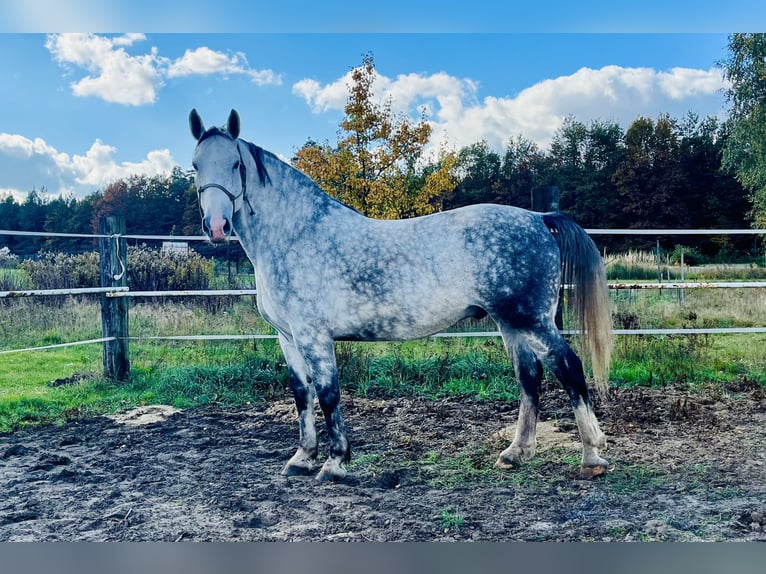 Silesiano Caballo castrado 7 años 167 cm Tordo rodado in Zdzierczyzna