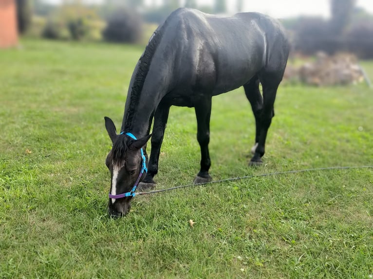 Silesiano Caballo castrado 7 años 174 cm Negro in Łajski