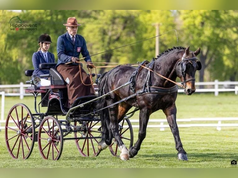 Silesiano Caballo castrado 8 años 167 cm Castaño rojizo in Dziemiany