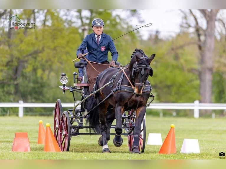 Silesiano Caballo castrado 8 años 167 cm Castaño rojizo in Dziemiany