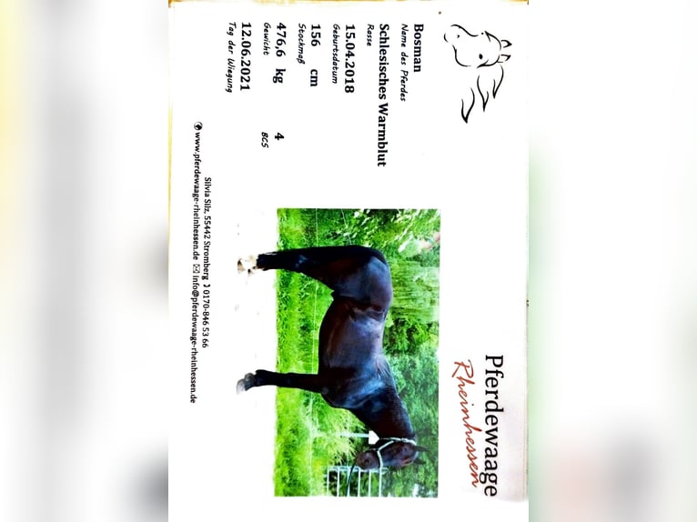 Silesiano Caballo castrado 8 años 167 cm Negro in Michelstadt