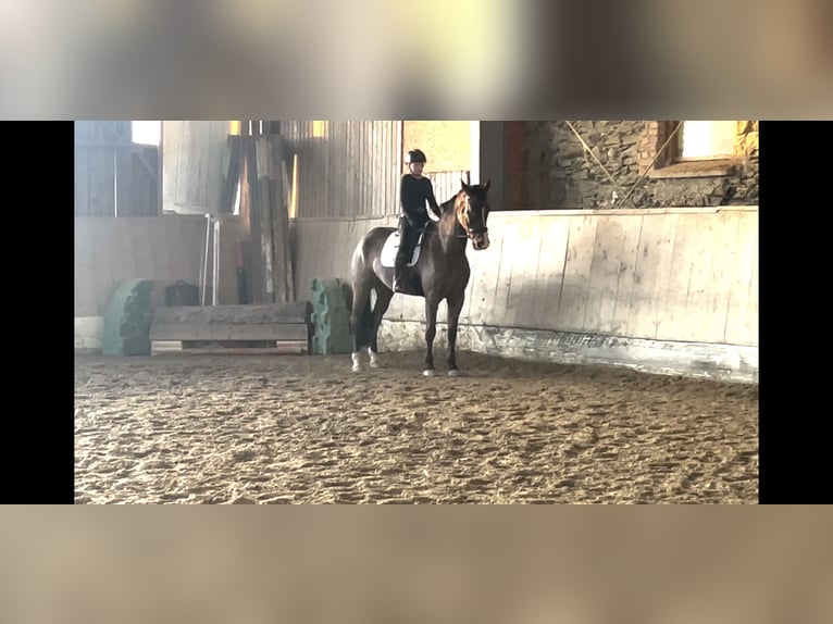 Silesiano Caballo castrado 8 años 170 cm Castaño in Villach