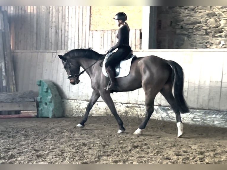 Silesiano Caballo castrado 8 años 170 cm Castaño in Villach