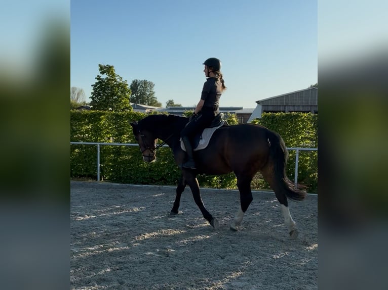 Silesiano Mestizo Caballo castrado 9 años 170 cm Castaño oscuro in Berlin