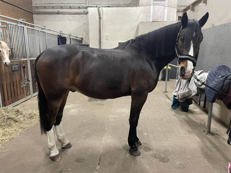 Silesiano Mestizo Caballo castrado 9 años 170 cm Castaño oscuro in Berlin