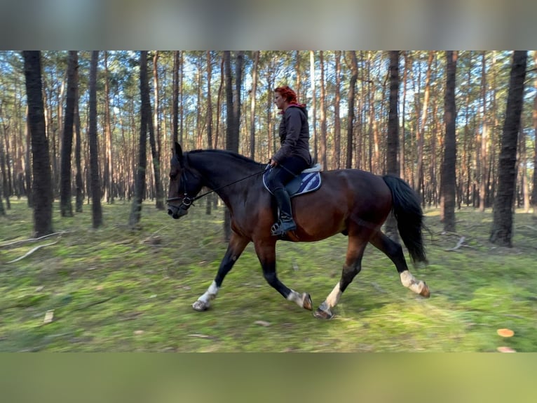 Silesiano Caballo castrado 9 años 180 cm Castaño in Cottbus