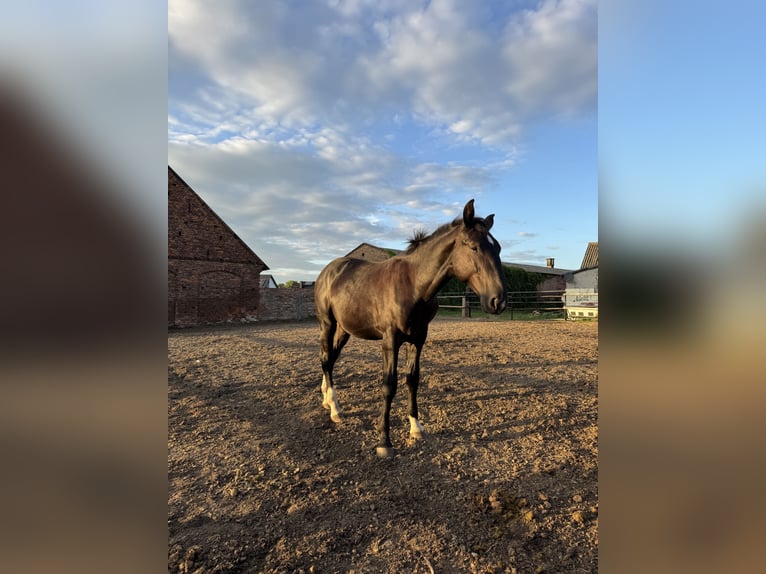 Silesiano Semental 1 año Negro in Ko&#x15B;cian