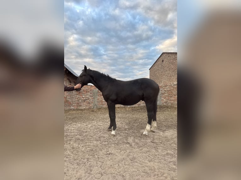 Silesiano Semental 1 año Negro in Ko&#x15B;cian