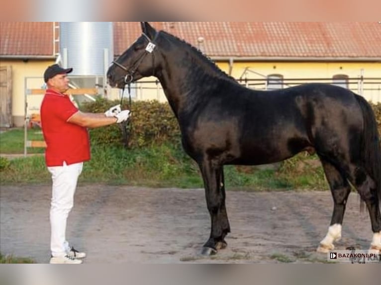 Silesiano Semental 2 años 156 cm Negro in Kościan