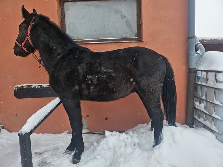 Silesiano Semental 2 años 158 cm Negro in Wilczyska