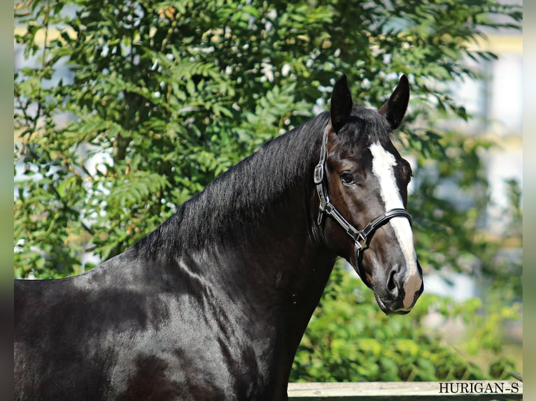 Silesiano Semental 2 años 166 cm Negro in KAMNIK