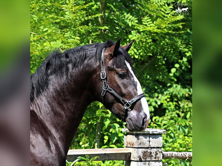 Silesiano Semental 2 años 166 cm Negro in KAMNIK