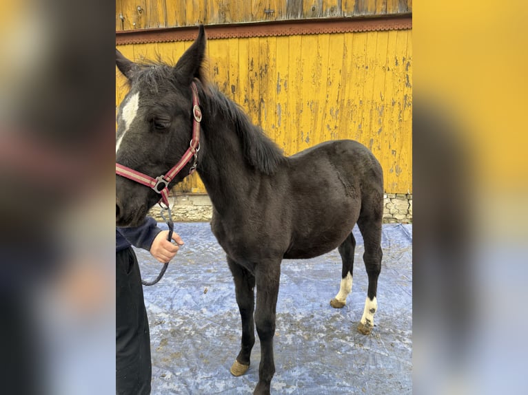 Silesiano Semental 3 años 163 cm Negro in Konieczno