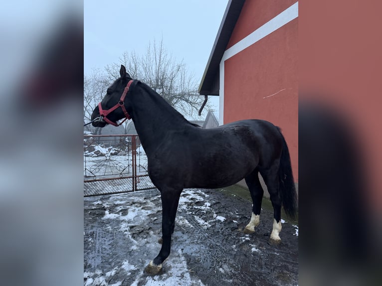 Silesiano Semental 3 años 163 cm Negro in Konieczno