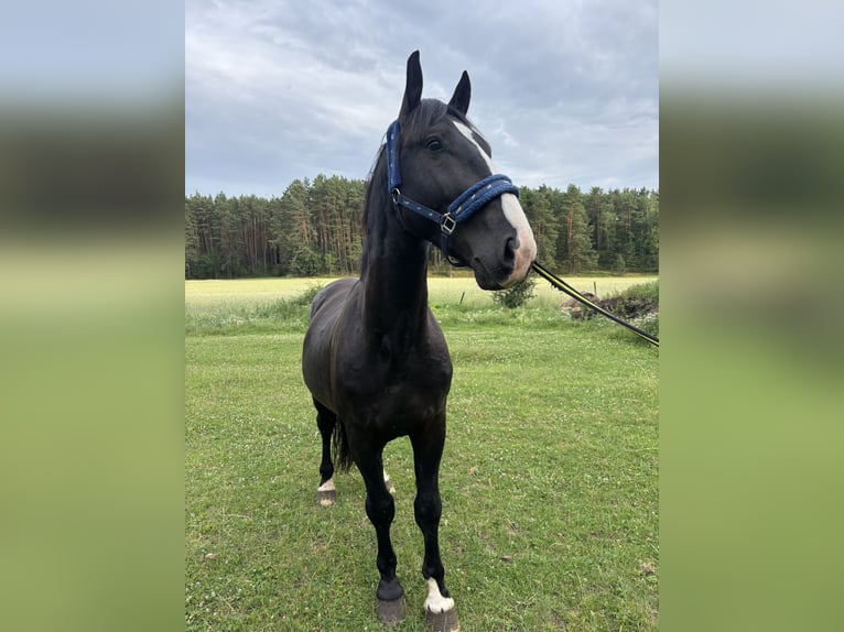Silesiano Semental 3 años 165 cm Negro in Człopa