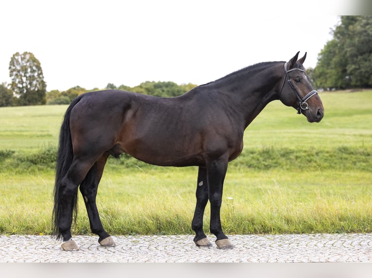 Silesiano Semental 9 años 170 cm Castaño oscuro in Wałbrzych
