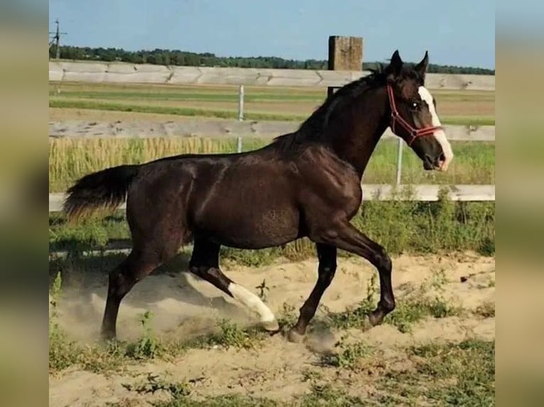 Silesiano Semental Potro (02/2024) 140 cm Morcillo in Florianów