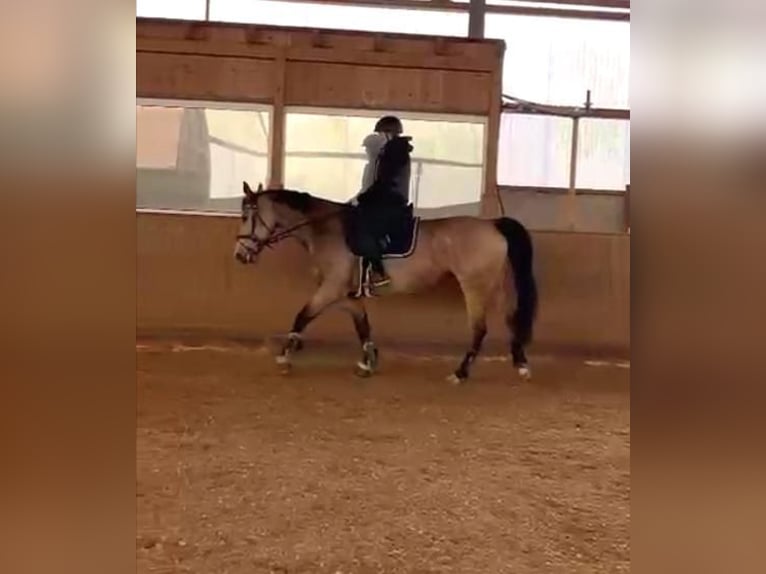 Silesiano Yegua 11 años 164 cm Buckskin/Bayo in Nordkirchen