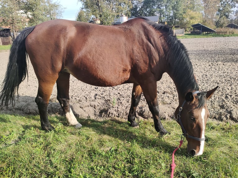 Silesiano Yegua 17 años 170 cm Castaño rojizo in Bełchatów