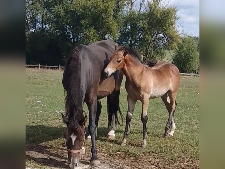 Silesiano Yegua 2 años 166 cm Bayo in Kobyla Góra