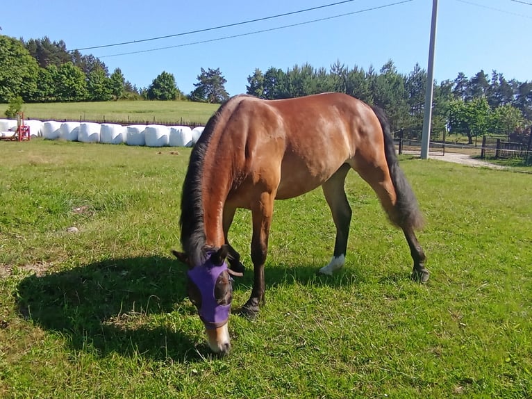 Silesiano Yegua 3 años 166 cm Bayo in Kobyla Góra