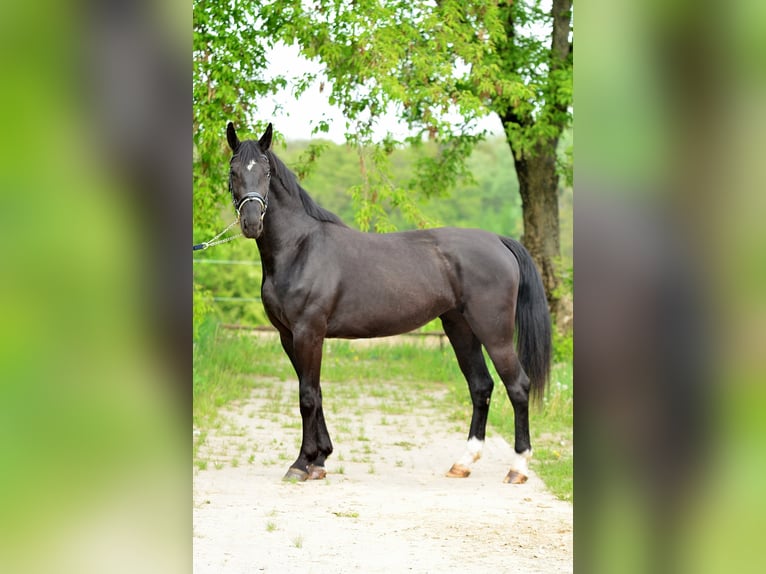 Silesiano Yegua 3 años 168 cm Negro in Siedleczek