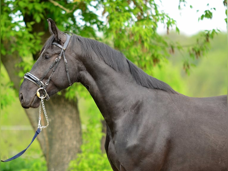 Silesiano Yegua 3 años 168 cm Negro in Siedleczek