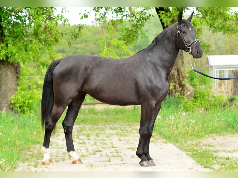 Silesiano Yegua 3 años 168 cm Negro in Siedleczek
