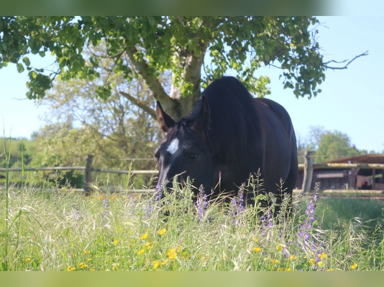 Silesiano Yegua 4 años 160 cm Negro in Bad Wimpfen