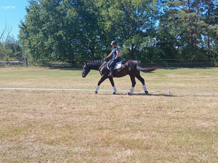 Silesiano Yegua 4 años 166 cm Negro in Leszno Dolne