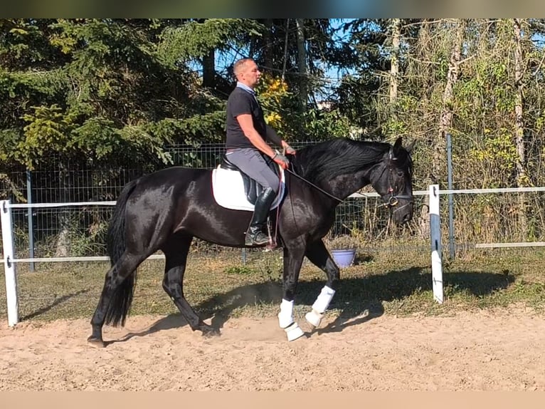 Silesiano Mestizo Yegua 4 años 167 cm Negro in Forst
