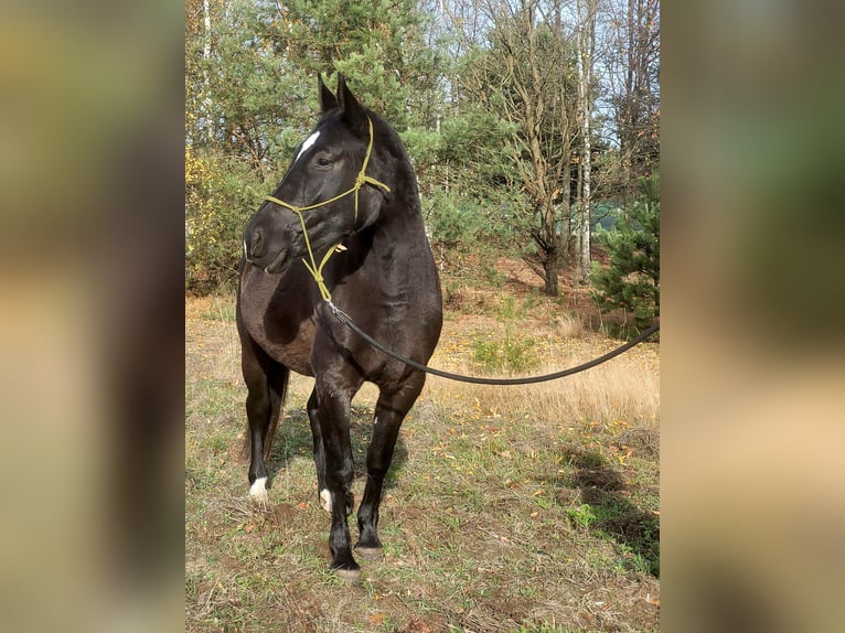 Silesiano Yegua 5 años 168 cm Negro in Wilcze Tułowskie