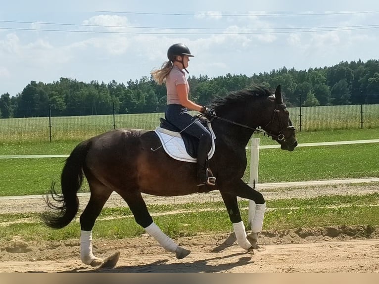 Silesiano Yegua 6 años 168 cm Castaño oscuro in Forst