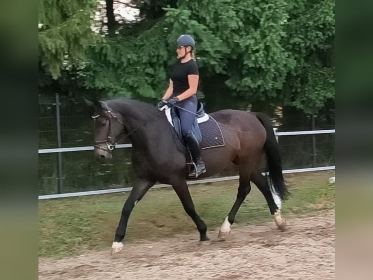 Silesiano Yegua 6 años 168 cm Castaño oscuro in Forst