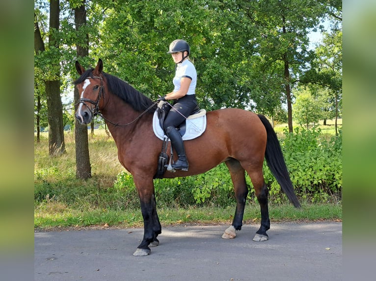 Silesiano Yegua 7 años 168 cm Castaño in Forst