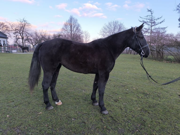 Silesiano Yegua 8 años 166 cm Negro in Ściborzyce Małe